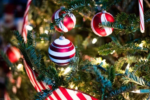 木々から吊るされた赤と白のクリスマスの装飾品のクローズアップ — ストック写真