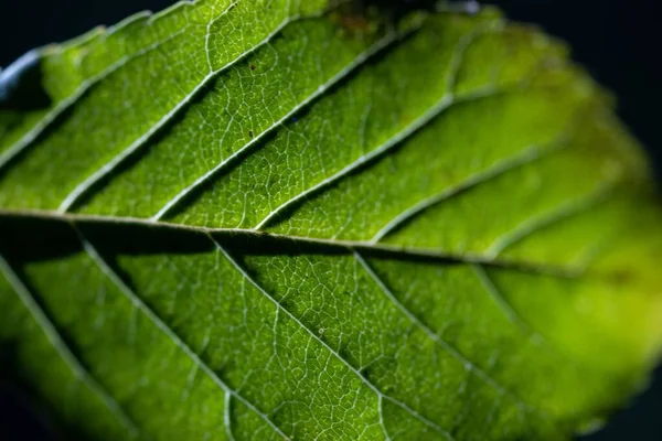 Вибірковий Фокус Текстурі Зеленого Листа Чорному Тлі Освітлений Сонячним Світлом — стокове фото