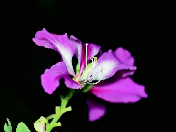 夜幕降临时 一朵粉红色的Amaryllis玫瑰的特写镜头 — 图库照片
