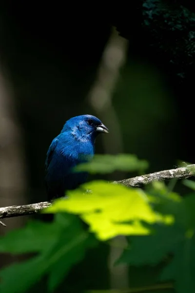 View Beautiful Indigo Bunting Bird Branch Forest — Stock Photo, Image