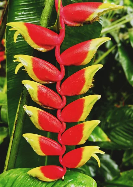 Flor Tropical Heliconia Rostrata —  Fotos de Stock