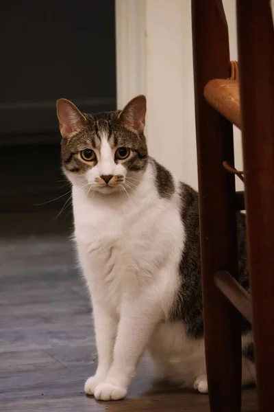 Pionowy Portret Uroczego Kotka Tabby Przechwyconego Domu — Zdjęcie stockowe
