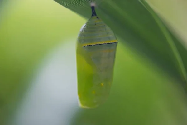 Selective Focus Cocoon Hanging Green Leaf Blurry Background — Stock Photo, Image