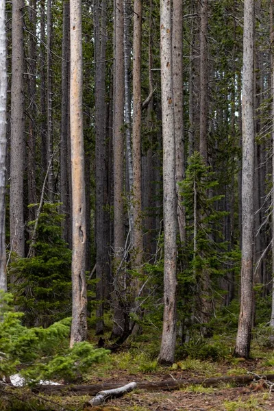 森の中に細い幹を持つ背の高い木の垂直ショット — ストック写真