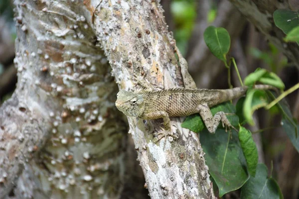 一只蜥蜴在其自然栖息地的树枝上的特写镜头 — 图库照片