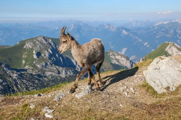 Una Vista Diurna Una Cabra Marrón Caminando Por Las Montañas — Foto de Stock