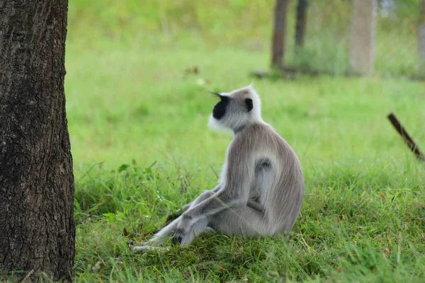 stock image A closeup of gray langut resting on the grass