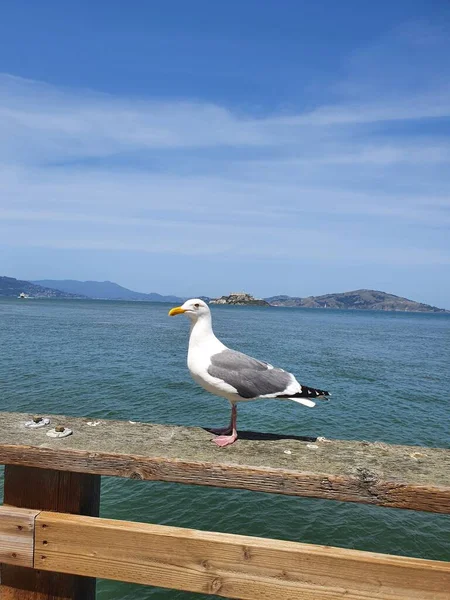Vertical Shot Seagull Larinae Resting Wooden Fence Sea Mountains Background — Stock Photo, Image