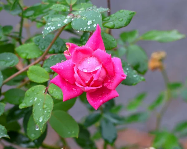 Бутон Цветущей Розовой Розы Капельками Дождя Крупным Планом — стоковое фото