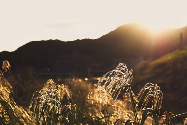 草地上的植物 金色的落日和朦胧的背景下的山的轮廓 — 图库照片