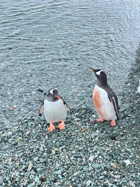 Colpo Verticale Pinguini Gentoo Pygoscelis Papua Sulla Costa Sabbiosa Mare — Foto Stock