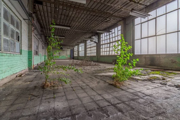 Empty Industrial Hall Which Plants Grow Stone Floor — Stock Photo, Image