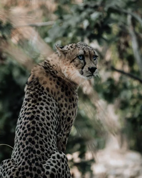 Vertikal Ytlig Fokusbild Gepard Djurparken — Stockfoto
