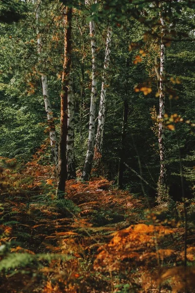 Uma Foto Cênica Bela Folhagem Laranja Uma Floresta Com Sol — Fotografia de Stock