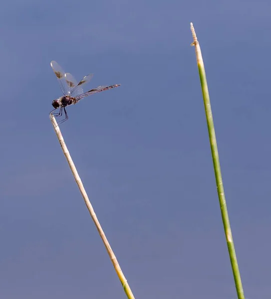 Eine Vertikale Nahaufnahme Eines Vagabundierenden Darters Auf Einer Pflanze — Stockfoto