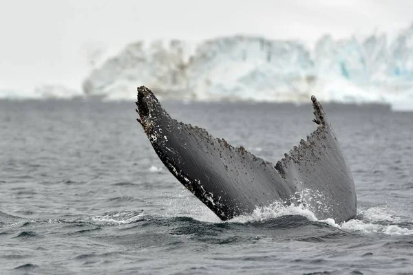 바다위에 고래의 꼬리를 클로즈업 — 스톡 사진