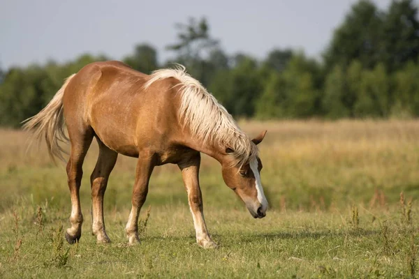 在阳光灿烂的日子里 一匹棕色的马在草地上吃草的特写镜头 — 图库照片