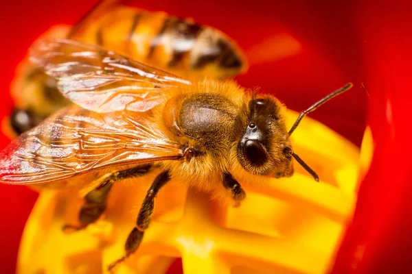 Zbliżenie Pszczoły Miodnej — Zdjęcie stockowe