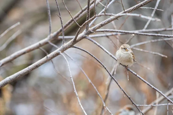 Closeup Tiny Sparrow Perched Bare Branch Tree — Stock Photo, Image