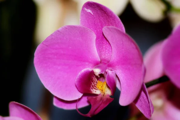 Mor Bir Orkidenin Geniş Yapraklı Izole Bir Arka Planda Çekilmiş — Stok fotoğraf