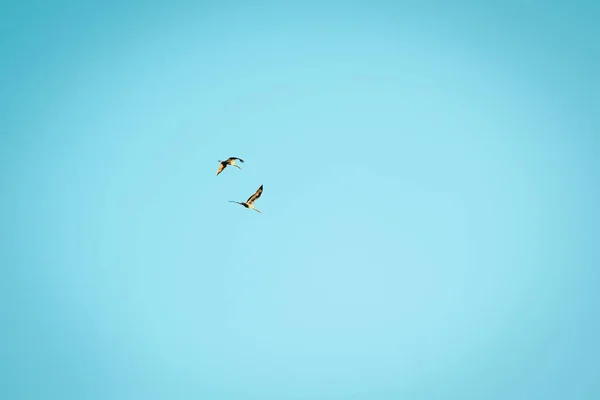 Kilka Czapli Ptaki Latające Wysoko Czystym Błękitnym Niebie Słoneczny Dzień — Zdjęcie stockowe