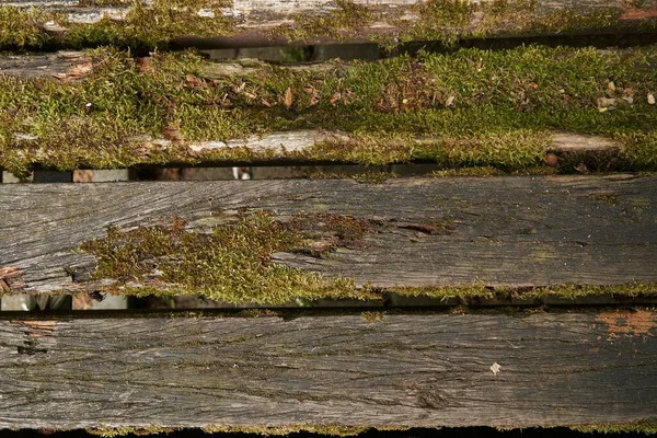 緑の苔に覆われた木製のベンチプランクのクローズアップショット — ストック写真