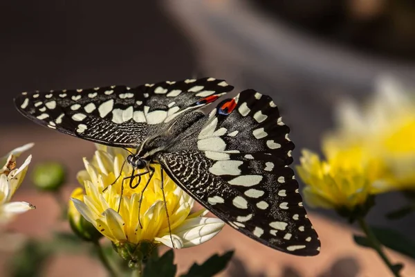 Вид Сверху Крупным Планом Бабочки Лайма Papilio Demoleus Сидящего Цветущем — стоковое фото