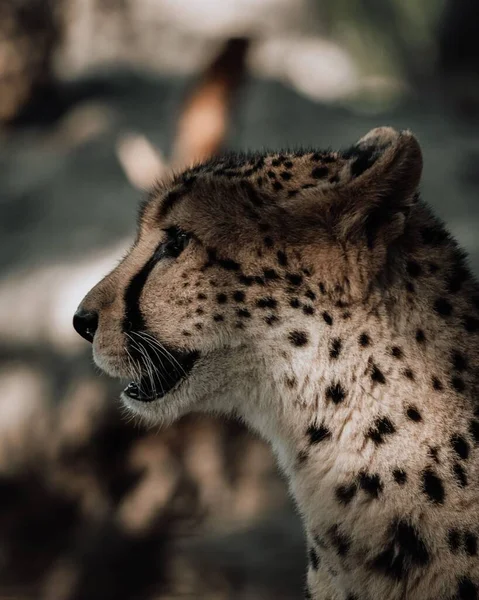 Sebuah Potret Sisi Vertikal Dari Cheetah Afrika Selatan Kebun Binatang — Stok Foto