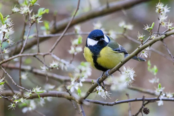Macro Shot Great Tit Yellow Blue Plumage Perched Spring Tree — Stockfoto