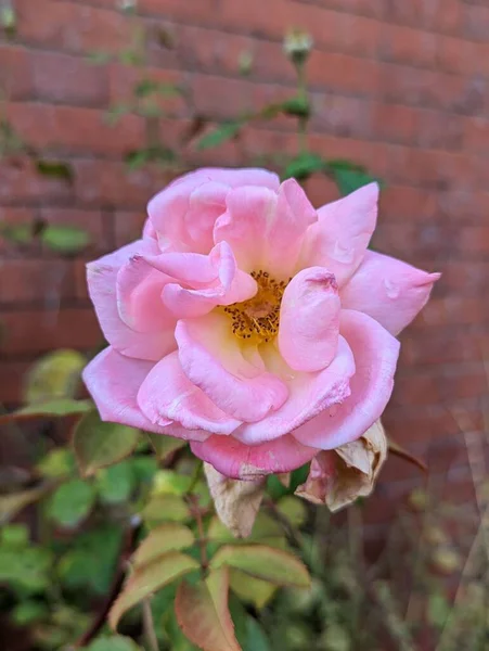 Крупный План Розового Цветка Розы Мягком Размытом Фоне — стоковое фото