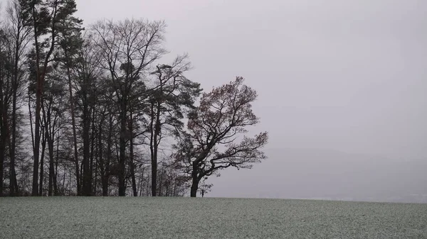 Ένα Πεδίο Καλυμμένο Ελαφρύ Χιόνι Δέντρα Και Ομίχλη Στο Βάθος — Φωτογραφία Αρχείου