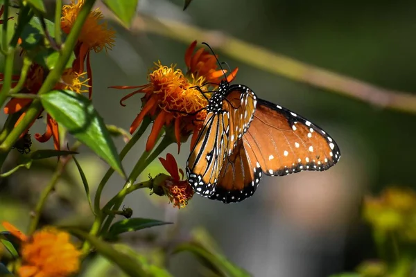 Eine Nahaufnahme Des Königin Schmetterlings Auf Einer Orangefarbenen Mexikanischen Flammenblütenblume — Stockfoto