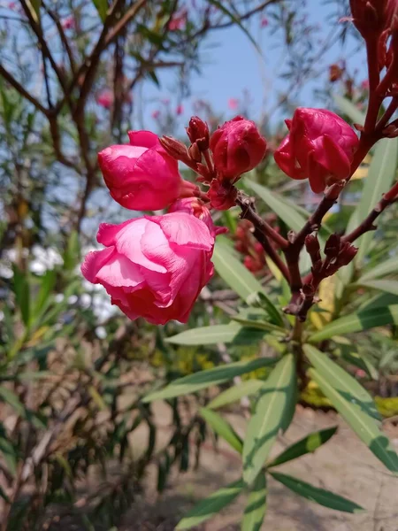Вертикальний Знімок Рожевих Піоновидних Квітів — стокове фото