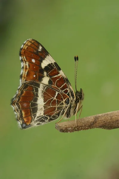 カラフルなオレンジ色の春のバージョンの地図蝶 翼の上に座って閉じた翼を持つAraschnia Levanaの自然閉鎖 — ストック写真