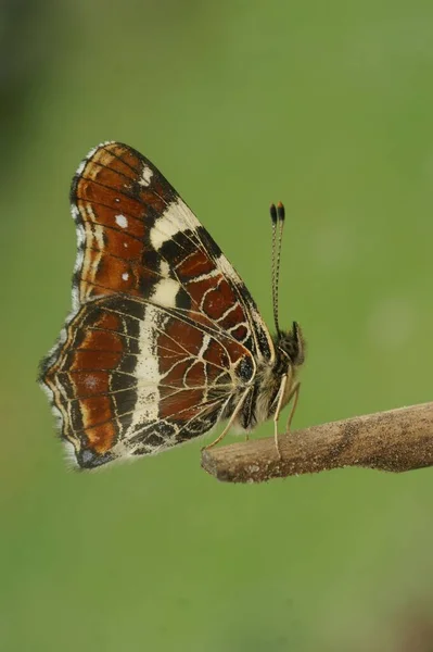 Primer Plano Natural Colorida Versión Naranja Primavera Mariposa Mapa Araschnia — Foto de Stock