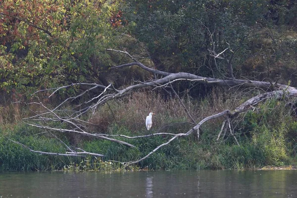 Plan Rapproché Oiseau Blanc Sur Côte Lac Avec Une Branche — Photo