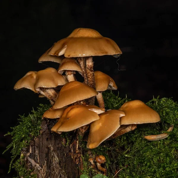 Gomba Egy Őszi Erdőben Eső Után — Stock Fotó