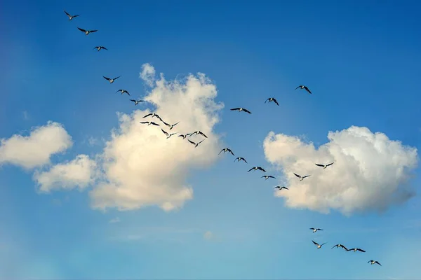 Гуси Летять Блакитне Небо Хмарами — стокове фото