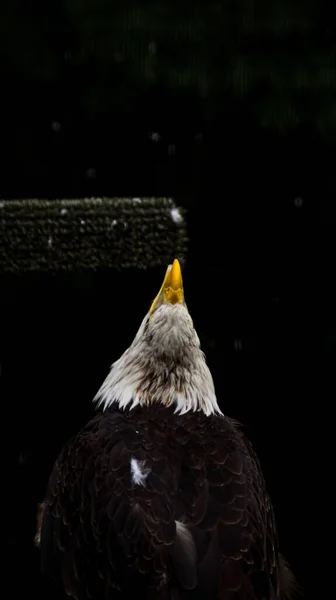 Eine Vertikale Aufnahme Eines Adlers Isoliert Auf Schwarzem Hintergrund — Stockfoto