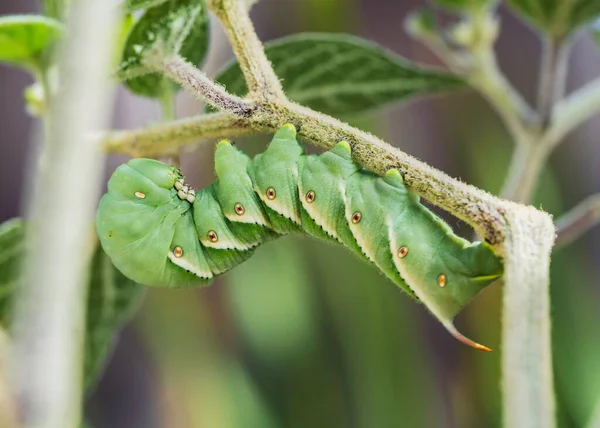 Closeup Tobacco Hornworm Plant Field Blurry Background — Stock Photo, Image
