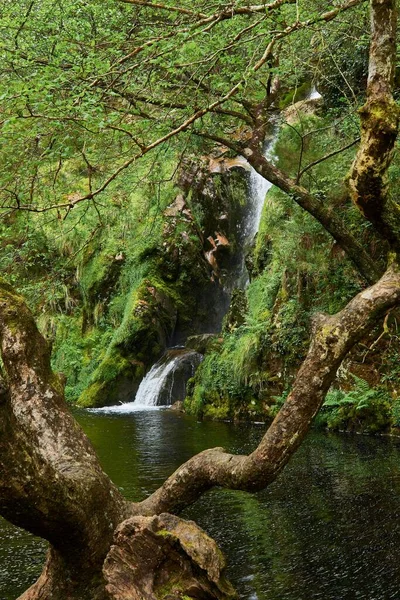 Una Cascada Que Fluye Rodeada Árboles Densos — Foto de Stock