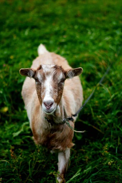 Pionowe Zbliżenie Uroczej Holenderskiej Kozy Schwytanej Pastwisku — Zdjęcie stockowe