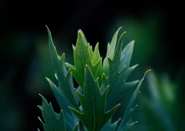 日中は暗く冷たい森の中のいくつかの植物のクローズアップショット — ストック写真