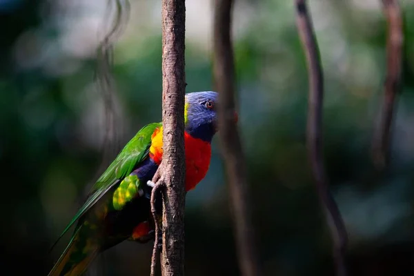 Closeup Cute Loriini Parrot Tree Branch Garden — Stock Photo, Image