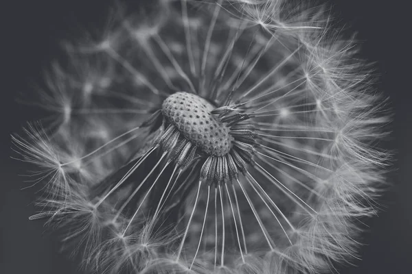 Grayscale Macro Shot Dandelion Seeds Gray Background — Stock Photo, Image