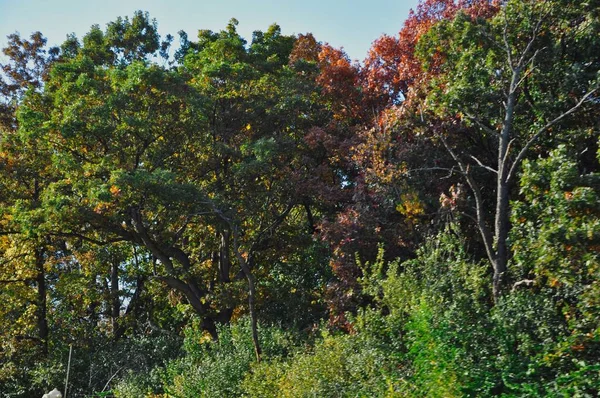 Prachtige Bomen Herfst Overdag — Stockfoto