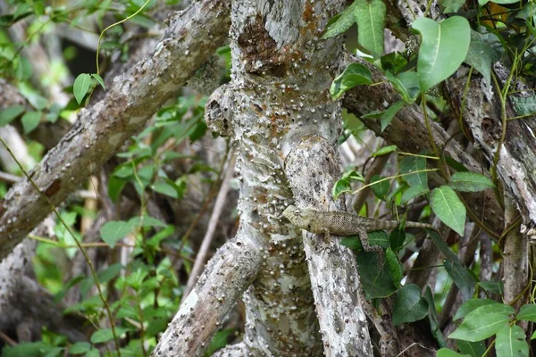 Крупним Планом Знімок Ящірки Гілці Дерева Його Природному Середовищі Проживання — стокове фото