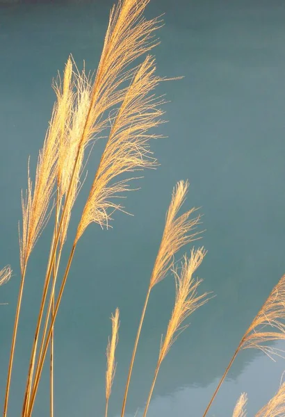 Eine Vertikale Nahaufnahme Von Pampasgras Zur Goldenen Stunde Vor Blauem — Stockfoto