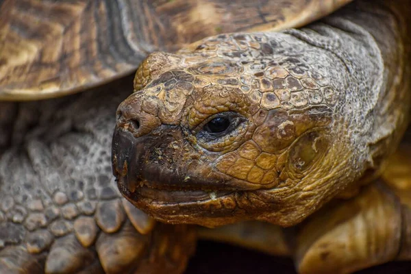 Güzel Desenli Sürüngen Derisi Olan Galapagos Dev Kaplumbağa Nın Yakın — Stok fotoğraf