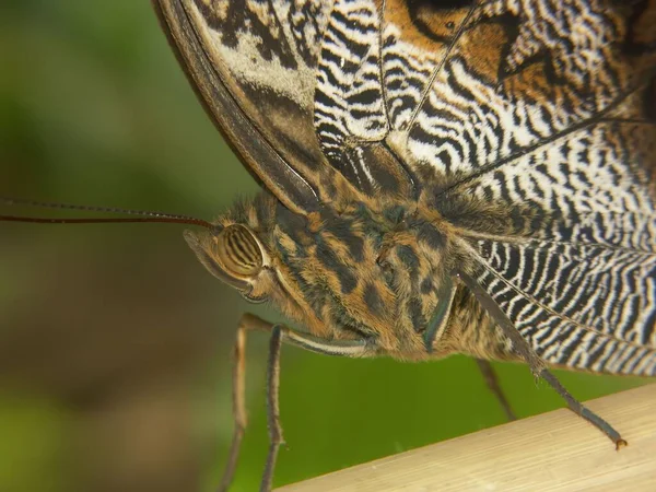 Подробный Крупный План Тропической Бабочки Morpho Helenor Центре Тропической Бабочки — стоковое фото